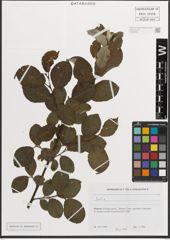 Foto von Salix L.